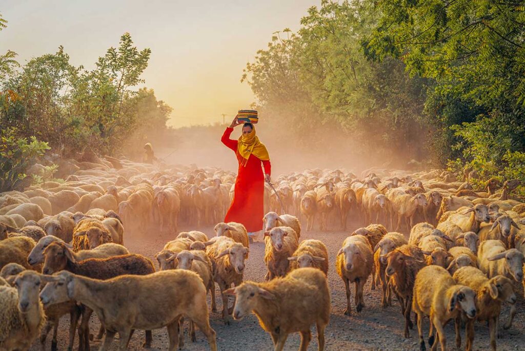 Traditional sheep farm in Ninh Thuan with a local woman in colorful dress walking among a large herd at sunset.