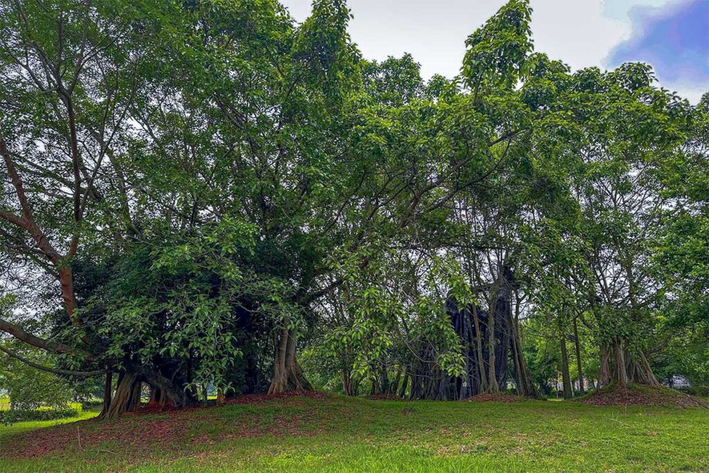 Tan Trao Banyan Tree: