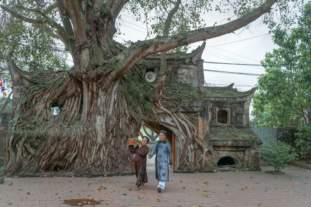 Two local woman walking through an ancient gate that is overgrown by a tree in Vinh Phuc