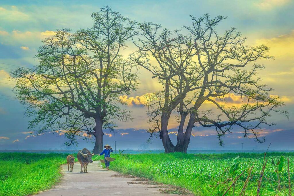 Countryside of Vinh Phuc