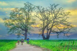 Countryside of Vinh Phuc