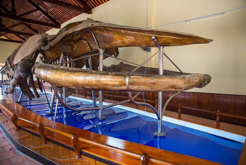 A large whale skeleton in