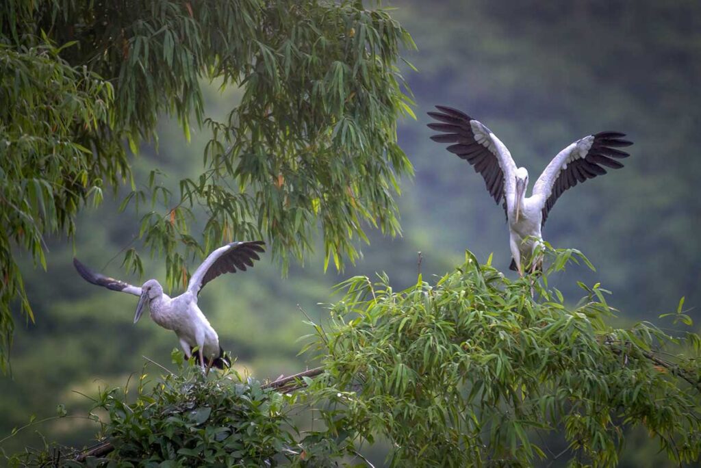 Birds spreading their wings on tree branches in Thung Nham Bird Park, Ninh Binh, surrounded by dense greenery