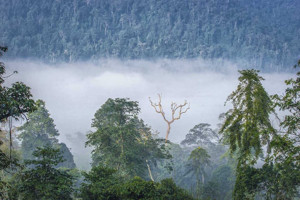 Mist floating through the threes of Xuan Son National Park