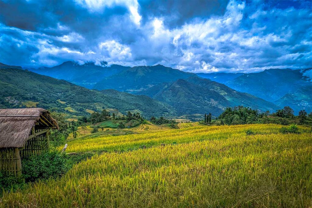 Y Ty rice fields around harvest time
