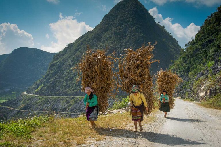 Ethnic women carrying harvested crops along a mountain road in Ha Giang, a remote Vietnam travel destination