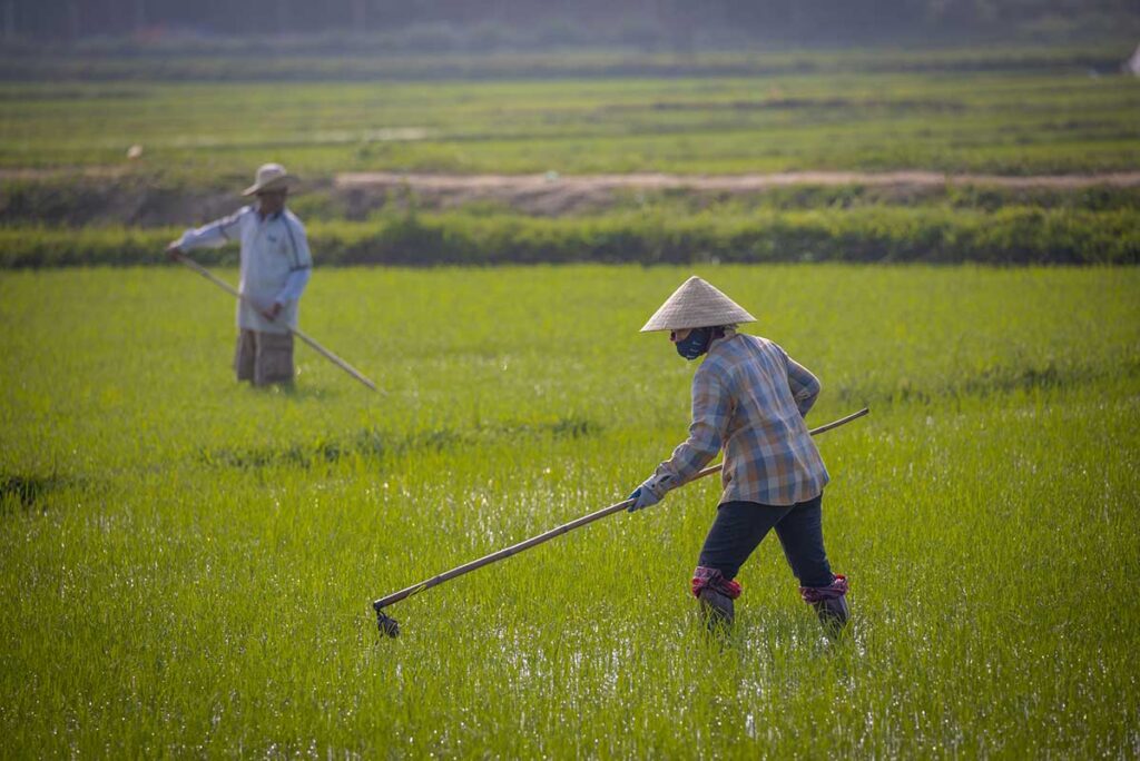 Farmers working in the green rice fields around Hoi An during January, showing the countryside’s calm atmosphere and mild winter temperatures that make rural tours enjoyable.
