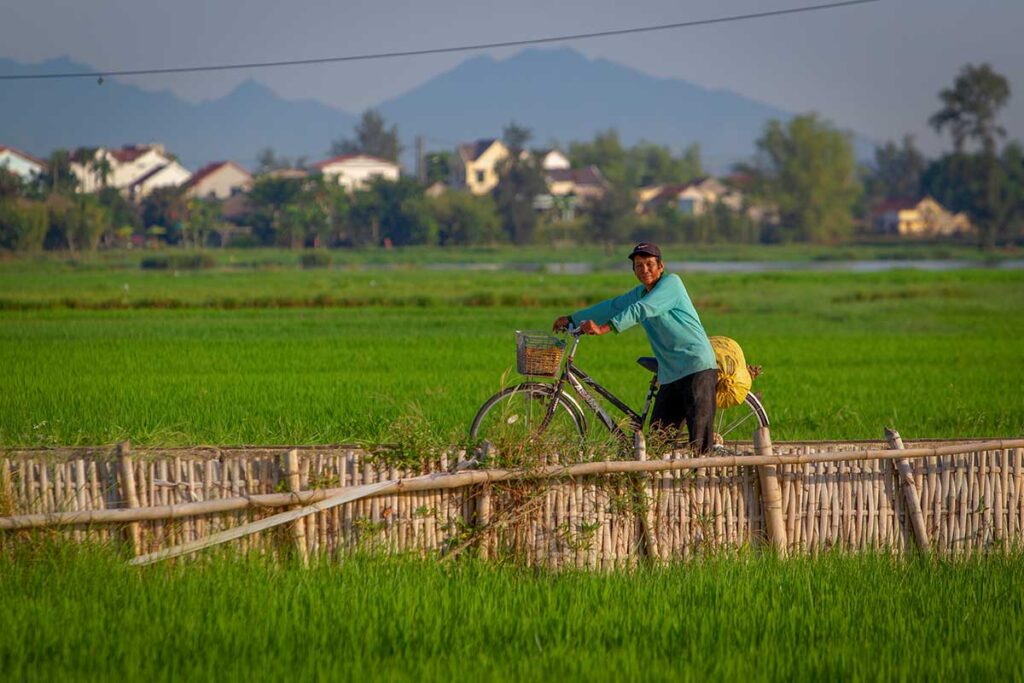 Person riding bicycle through rice fields.