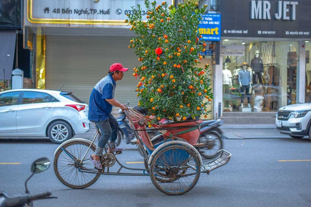 Hue in January - A man with cyclo is transporting a Tet tree