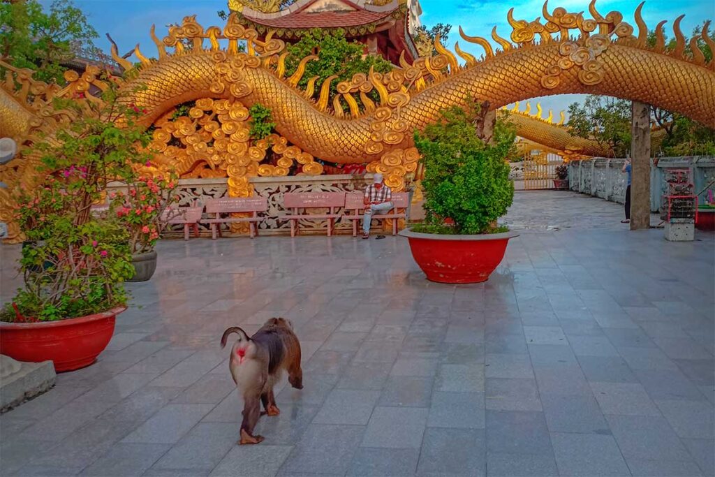 A monkey walking over the grounds of Chau Thoi Temple