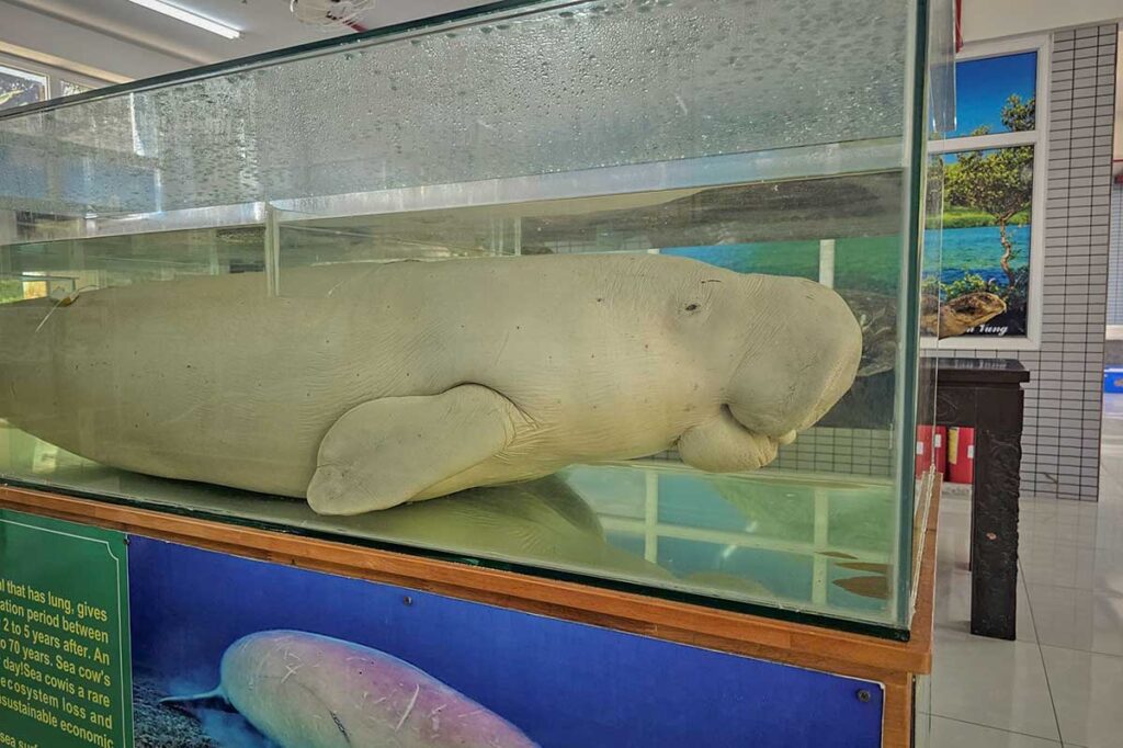 Preserved dugong displayed inside a glass tank at the Con Dao National Park visitor center, highlighting the park’s marine biodiversity