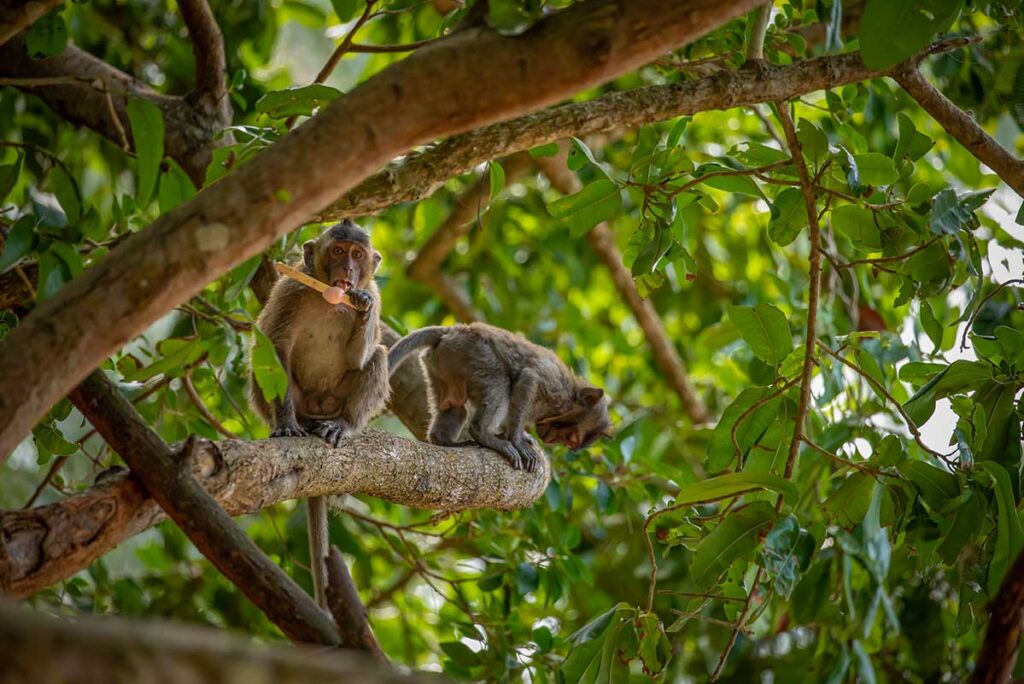 Two macaques sitting on a tree branch in Con Dao National Park, surrounded by green leaves and natural jungle habitat