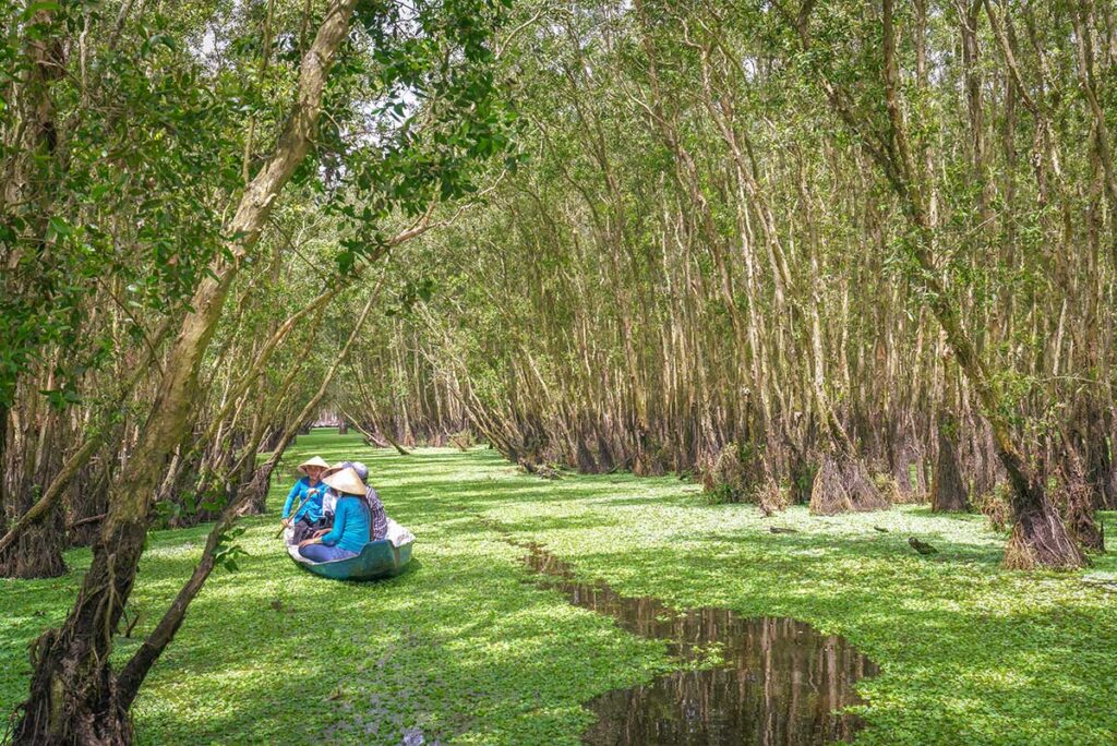 Small boat drifting through a cajuput forest carpeted with water plants, representing high-water scenery in the Mekong Delta in August during the rainy season.