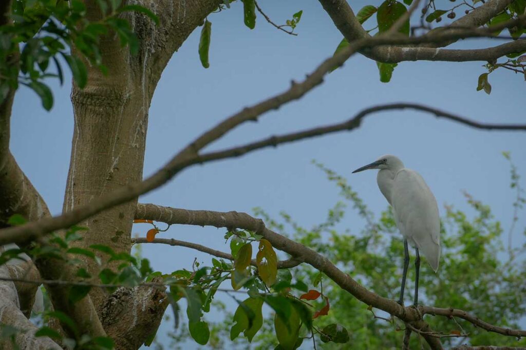 White heron perched on a tree branch, symbolizing bird watching season in the Mekong Delta wetlands.