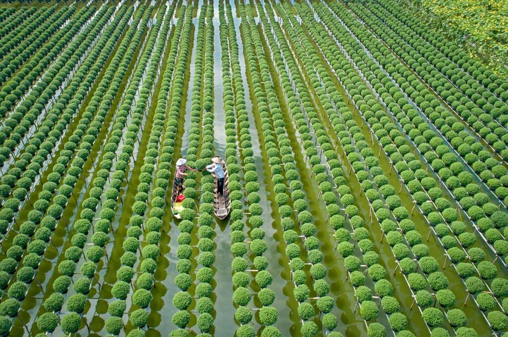 Farmers tending rows of chrysanthemums growing on wooden stilts above water in Sa Dec, illustrating flower cultivation during the cool and pleasant weather of the Mekong Delta in December.