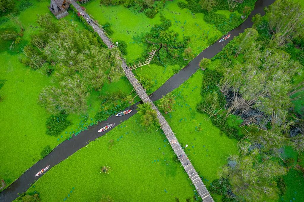 Aerial view of boats gliding through flooded cajuput forest covered in green water plants, representing the floating season in Tra Su, Mekong Delta.