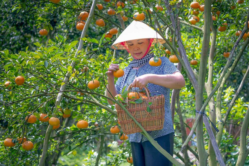 Woman harvesting ripe oranges in a lush orchard, representing tropical fruit season in the Mekong Delta.