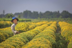 Smiling farmer holding a mound of yellow chrysanthemums in neat rows, captured in the cool, dry weather of the Mekong Delta in January during Tet flower season.