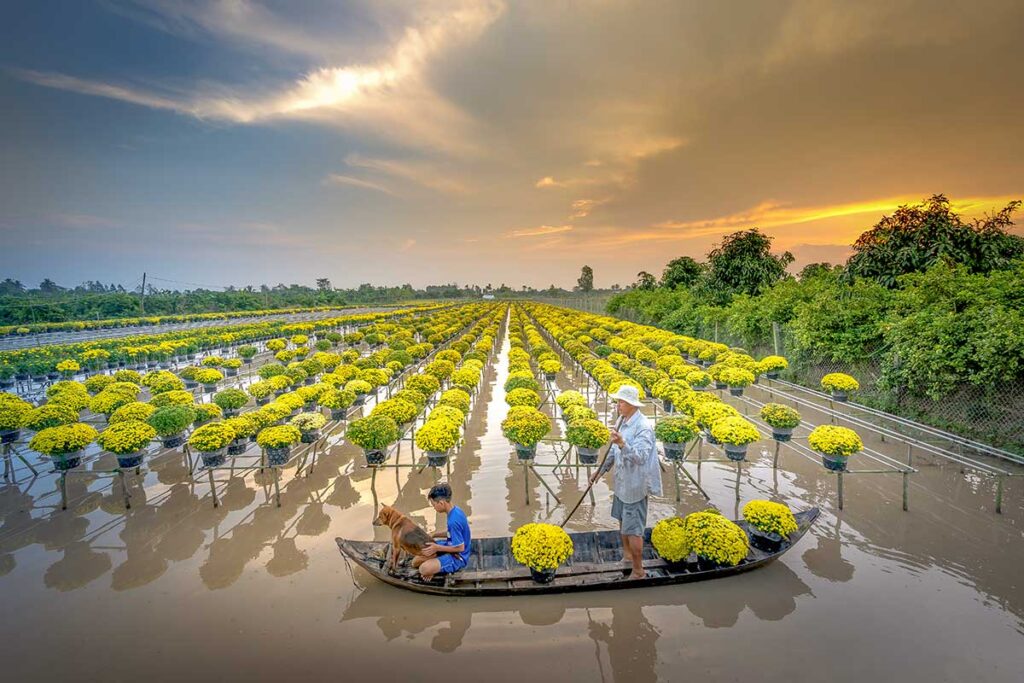 Rows of yellow chrysanthemums in Sa Dec flower village at sunset, highlighting Tet New Year flower season in the Mekong Delta.