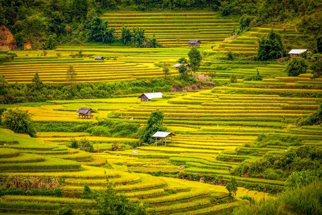 Panoramic view of Mu Cang Chai terraced rice fields with scattered wooden huts during harvest season