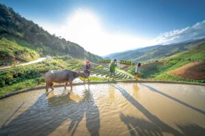 Mu Cang Chai trekking tour through golden rice terraces with a Hmong local guide standing on the hillside