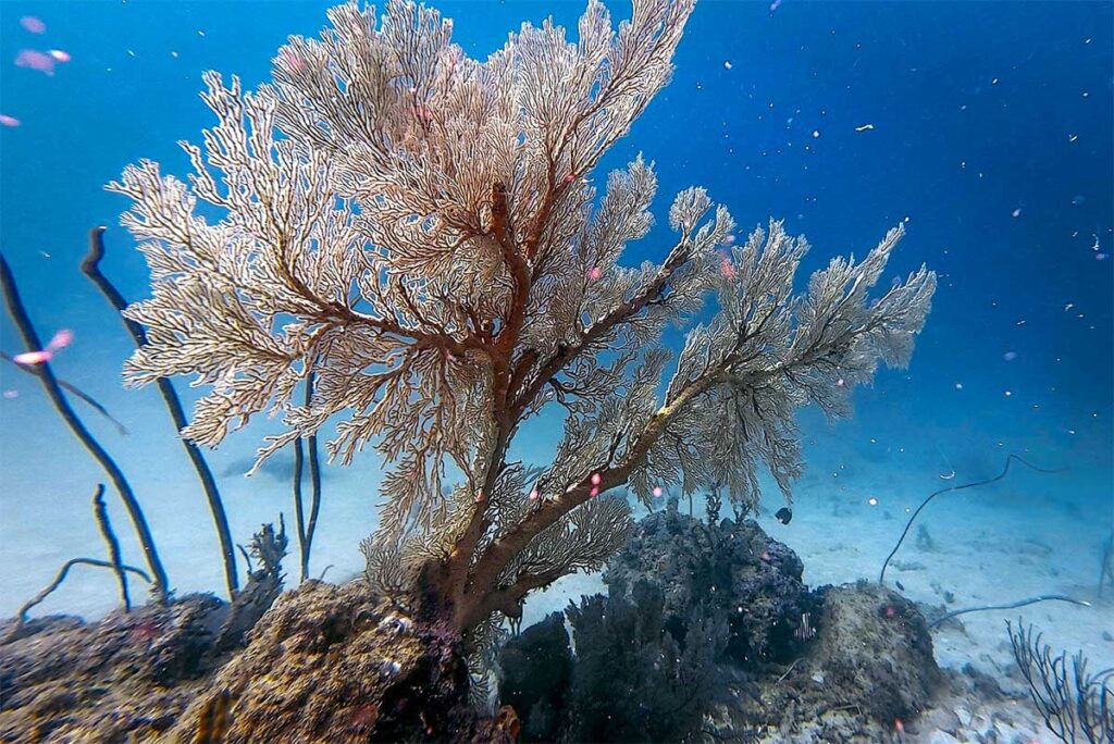 Underwater scene with soft coral and small marine life during a dive near Phu Quoc, showing sandy seabed and clear blue water