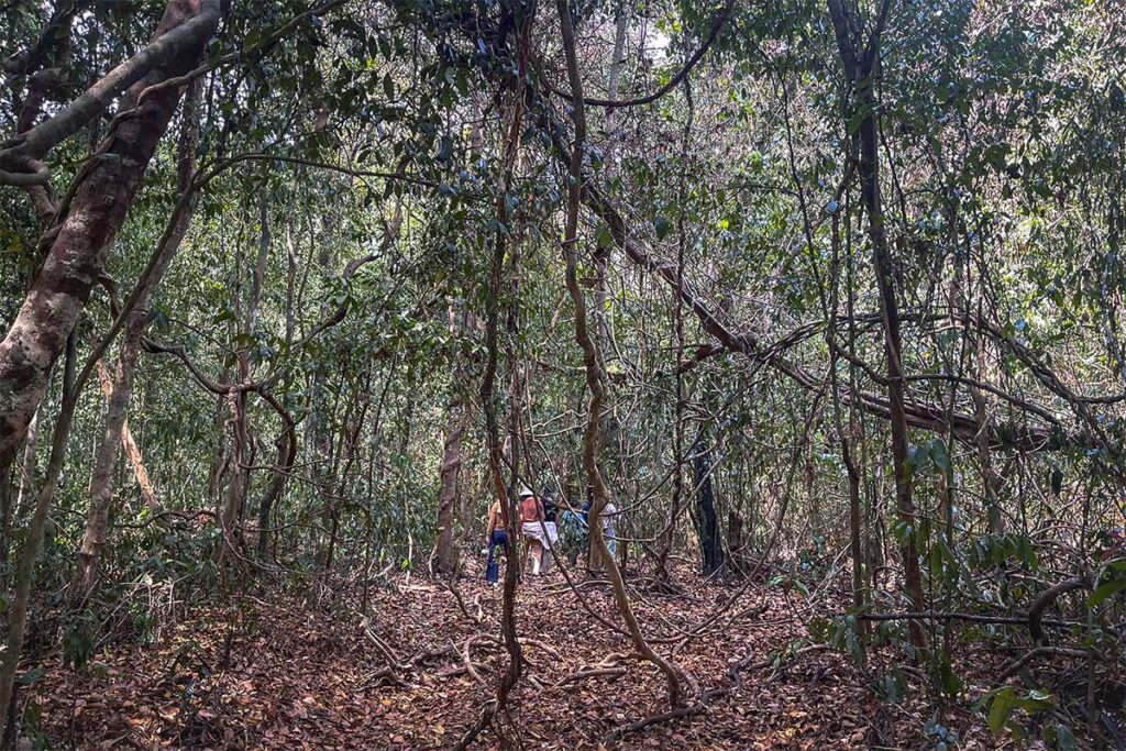 In the distance and between the trees of Ma Da Forest is a group of travellers making a small trekking 