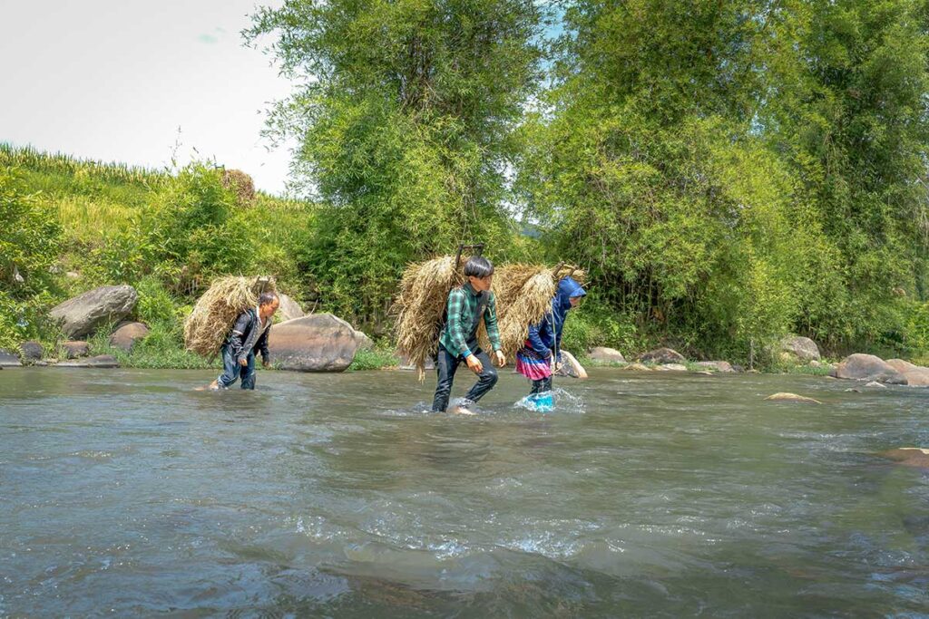 Local farmers in Tu Le Valley crossing a shallow stream with harvested rice bundles in Mu Cang Chai