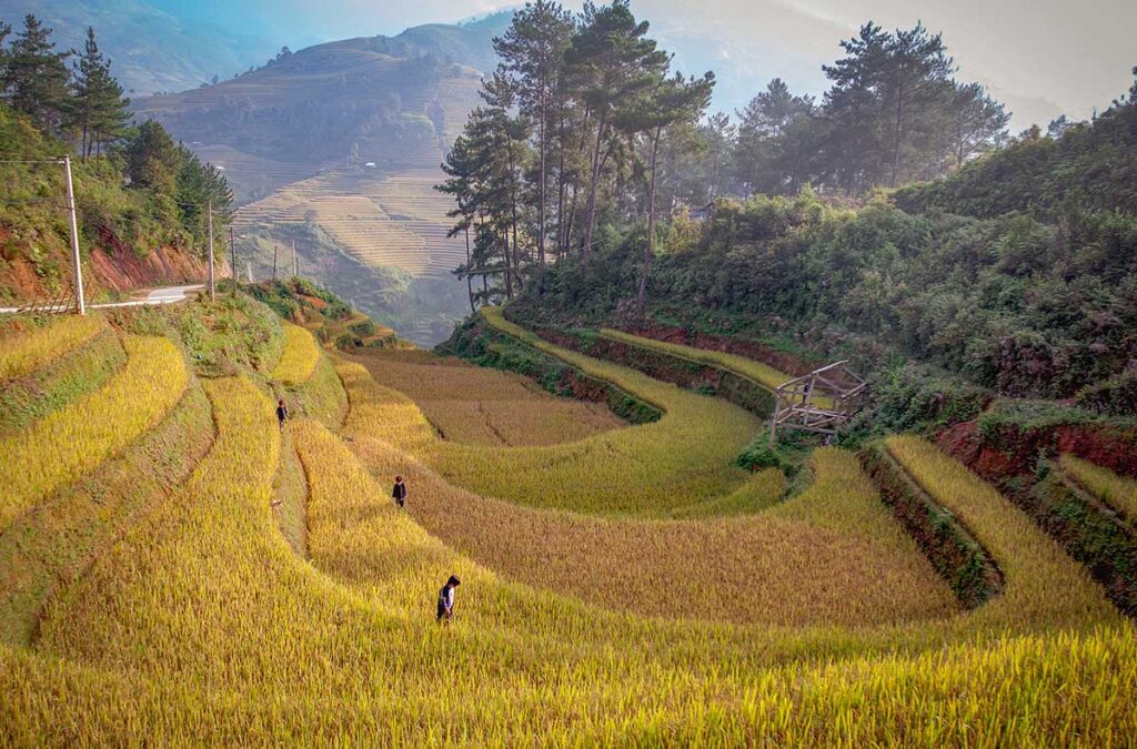 Rice terraces in northern Vietnam during the best time to visit Vietnam for rice fields, showing golden harvest scenery shaped by the rainy season