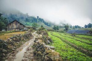 Misty mountain village in Sapa with a muddy stone path, wooden houses, and green vegetable fields along a homestay trekking route.