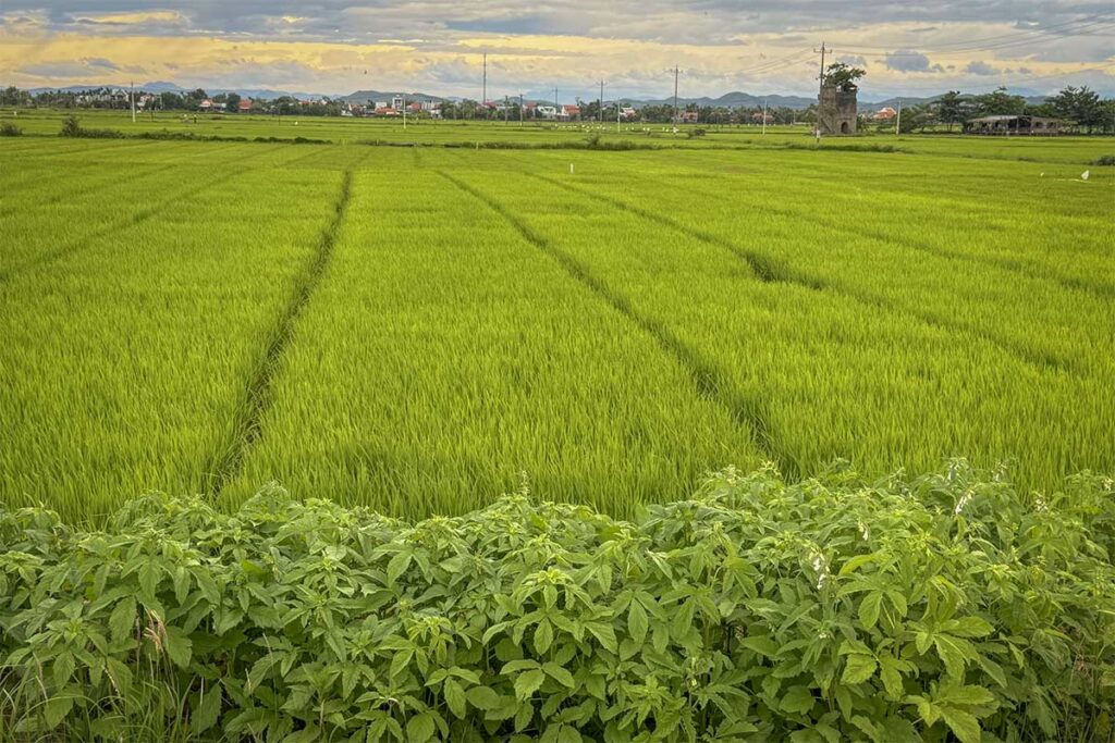 Vibrant green rice fields stretching across Cam Kim Island, with Hoi An’s rural landscape in the background.