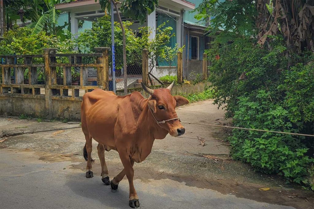Brown cow walking through a small lane in Cam Kim Island village, reflecting the island’s traditional rural lifestyle.