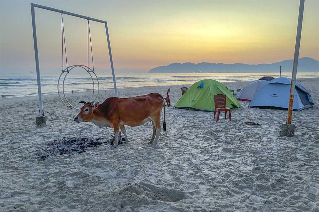 Few tents and a cow on a white sandy Canh Duong Beach in Hue
