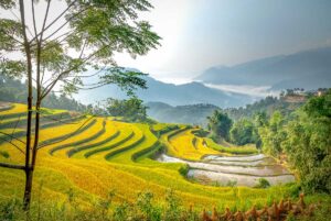 Golden rice terraces in Hoang Su Phi during harvest season, featured in a Hoang Su Phi trekking tour in northern Vietnam.