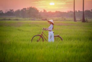 Woman in traditional ao dai walking through rice fields at sunset – serene countryside of Hoi An during golden hour.