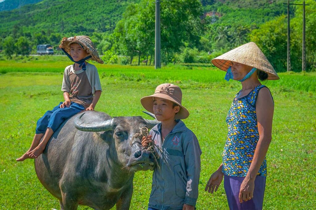 Local farmers with a water buffalo in lush rice fields – authentic rural life in the Hoi An countryside.
