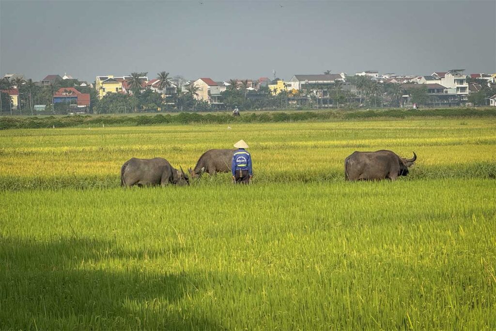 Local farmer tending water buffaloes in the rice fields near Cam Chau – authentic rural life in the Hoi An countryside.