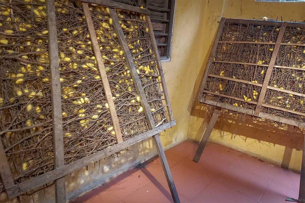 Wooden racks filled with yellow silkworm cocoons at Hoi An Silk Village.