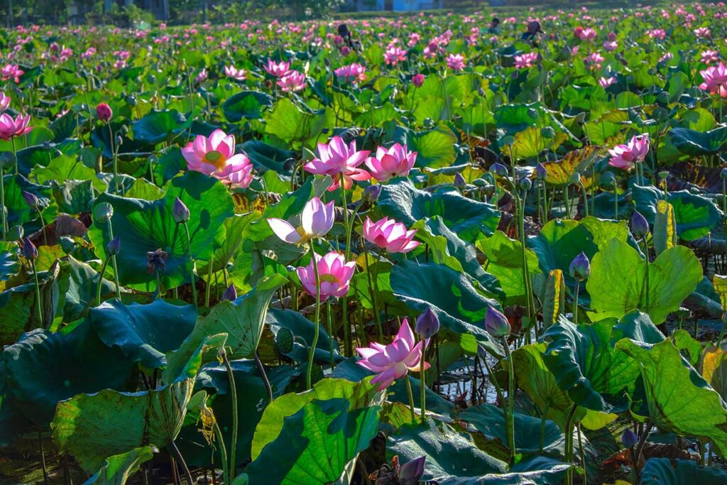 Lotus flowers blooming in Tinh Tam Lotus Field in Hue