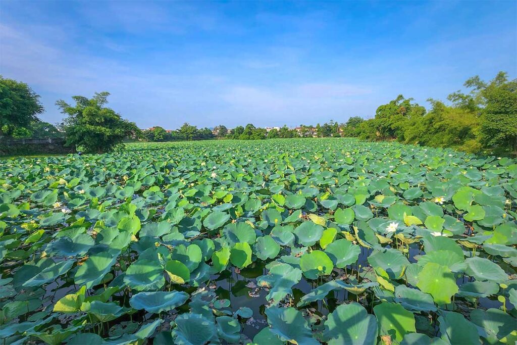 Tinh Tam Lotus field