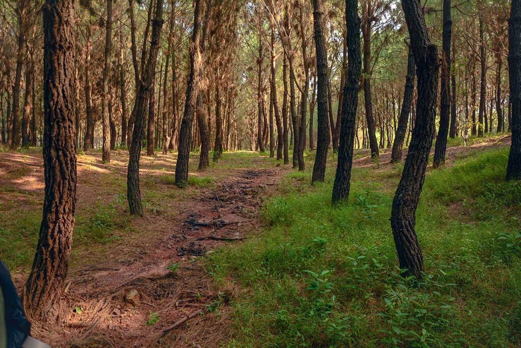 A dirt path through the pine forest of Vong Canh Hill