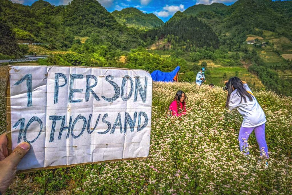 A buckwheat flower field on Chin Khoanh Pass with a sign saying 1 person 10 thousand Vietnam Dong