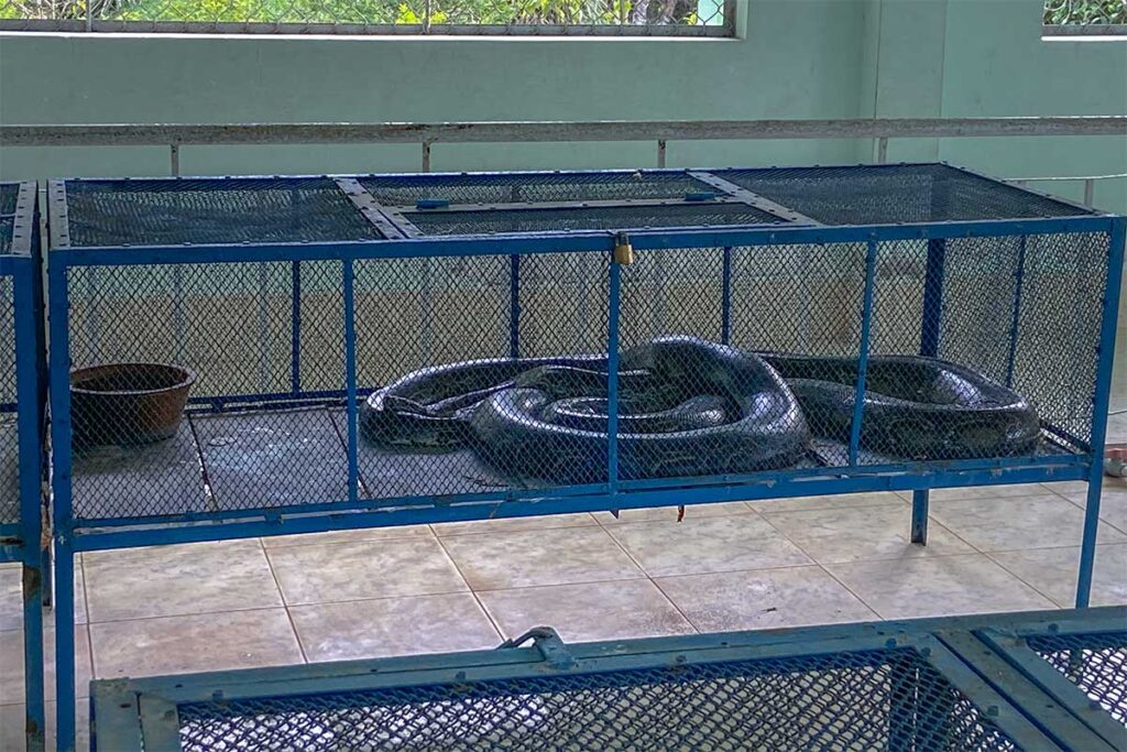 Large black python kept in a mesh cage at Dong Tam Snake Farm