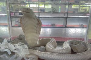 Dong Tam Snake Farm