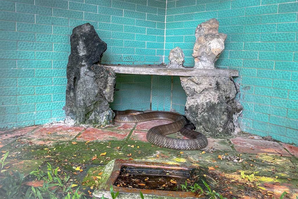 King cobra lying in concrete snake pit at Dong Tam Snake Farm