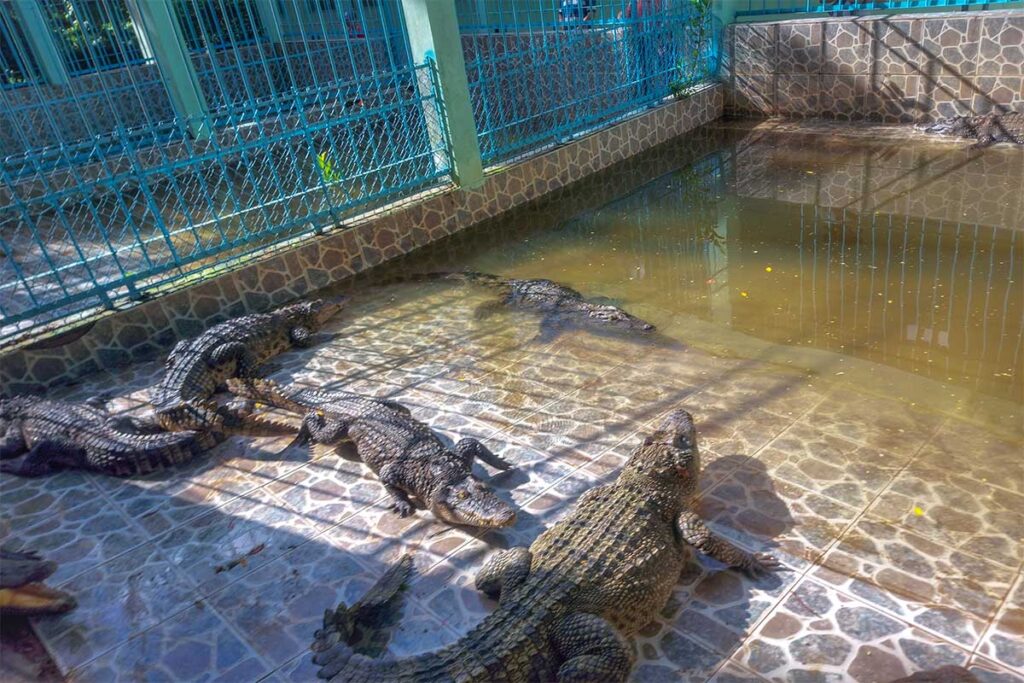 Crocodiles in tiled enclosure with shallow water pool at Dong Tam Snake Farm