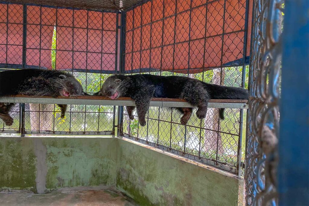 Caged binturongs resting on a metal shelf at Dong Tam Snake Farm