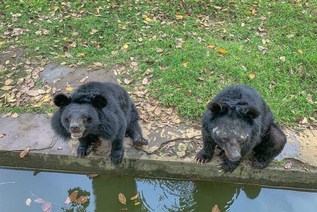 Two Asiatic black bears in a concrete enclosure at Dong Tam Snake Farm