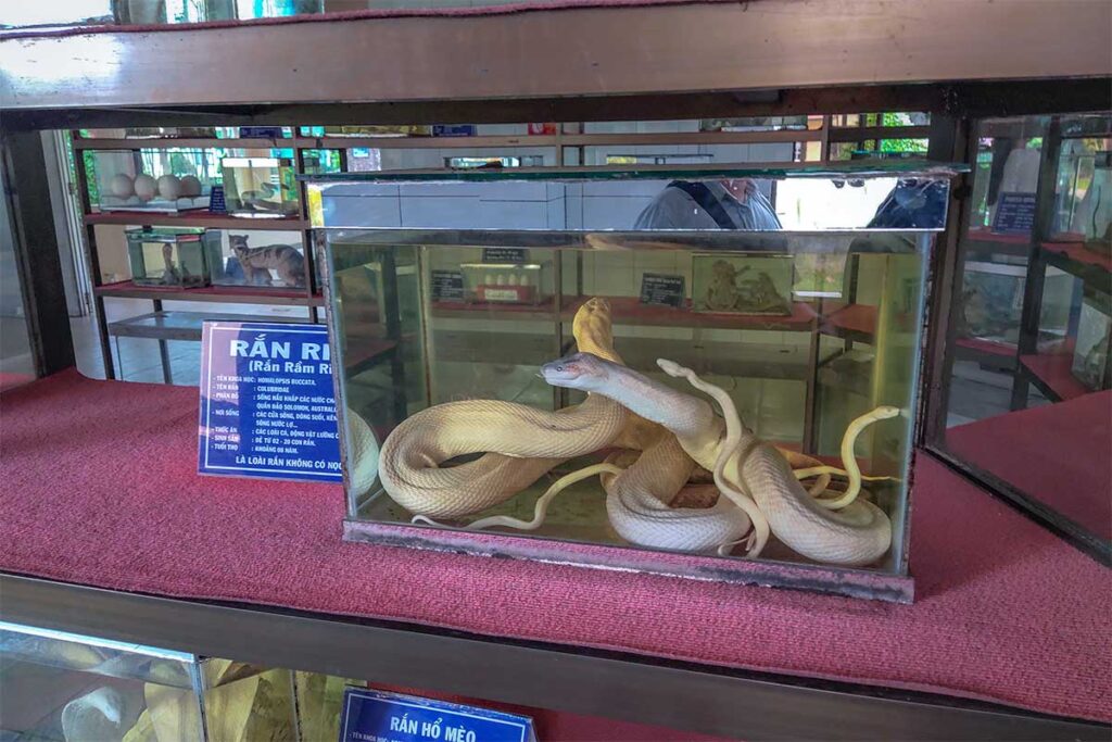 Albino snake kept in a glass tank at Dong Tam Snake Farm museum