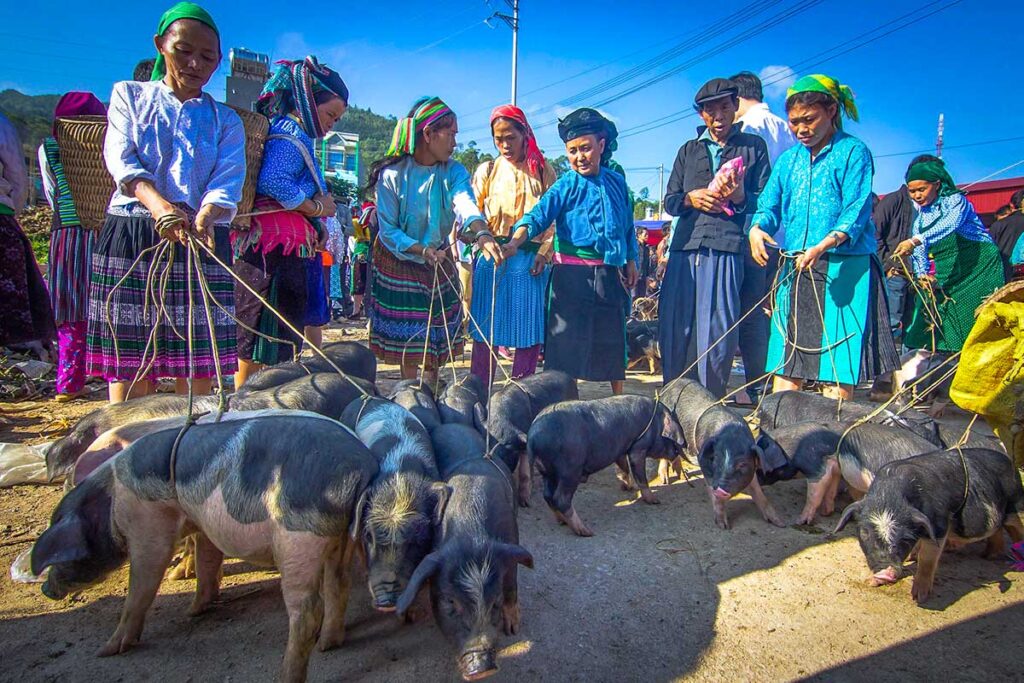 Local ethnic minority people standing with pigs at the Dong Van Market